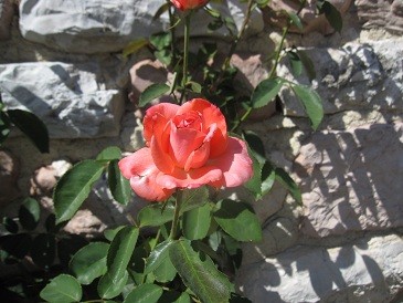 f:id:cangael:20120618223328j:image:right