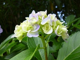 f:id:cangael:20120711094000j:image:right