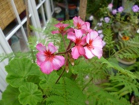 f:id:cangael:20120720132808j:image:right