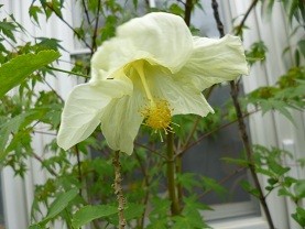 f:id:cangael:20120720132821j:image:right