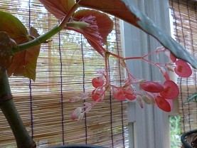 f:id:cangael:20120721103651j:image:right