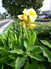 f:id:cangael:20120723155607j:image:right