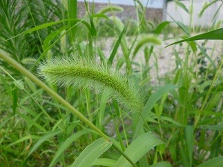 f:id:cangael:20120728163209j:image:right
