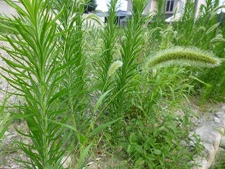 f:id:cangael:20120728163226j:image:left f:id:cangael:20120728163226j:image:left