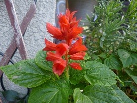 f:id:cangael:20120823151429j:image:left