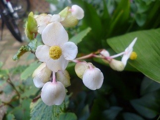 f:id:cangael:20120823152112j:image:right