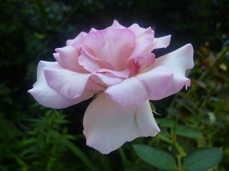 f:id:cangael:20120825072409j:image:left