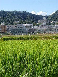 f:id:cangael:20120831155004j:image:left