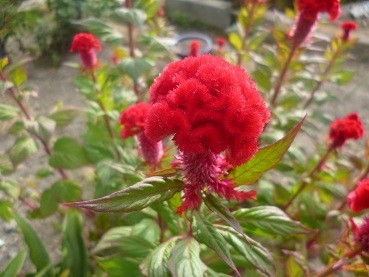 f:id:cangael:20120831165902j:image:left