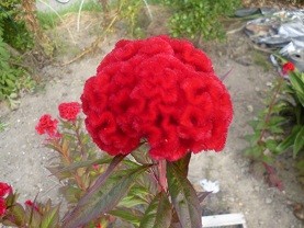 f:id:cangael:20120831165937j:image:right