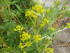 f:id:cangael:20120831165946j:image:left