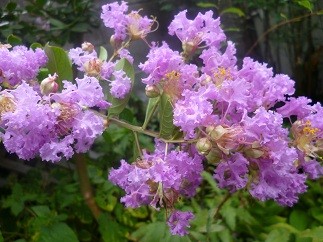 f:id:cangael:20120901132919j:image:left