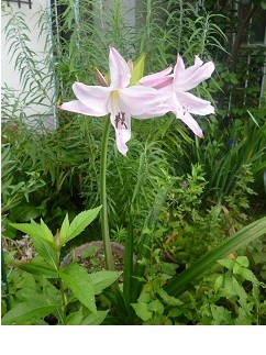 f:id:cangael:20120906093317j:image:left