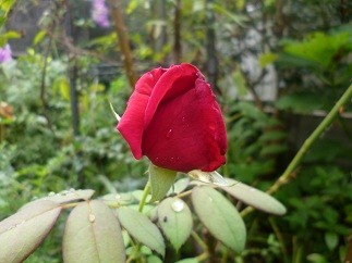 f:id:cangael:20120906093544j:image:right