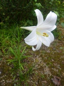 f:id:cangael:20120917103500j:image:left