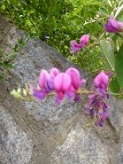 f:id:cangael:20120917145645j:image:right