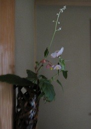 f:id:cangael:20120921142346j:image:left