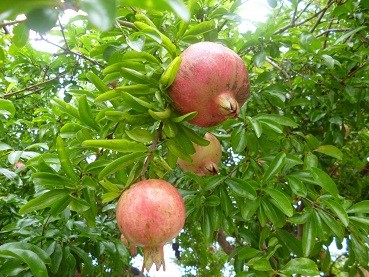 f:id:cangael:20120924145859j:image:right