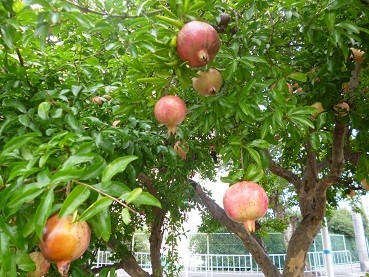 f:id:cangael:20120924145939j:image:left