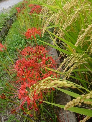 f:id:cangael:20120924151035j:image:right