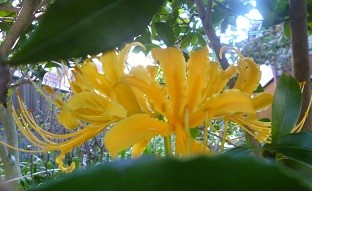 f:id:cangael:20121003134045j:image:right
