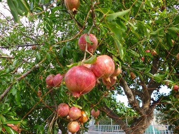 f:id:cangael:20121008145438j:image:right