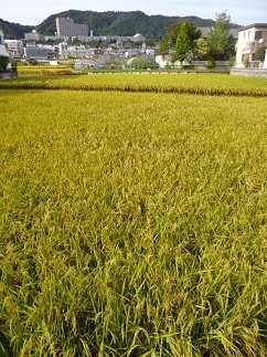 f:id:cangael:20121008145754j:image:left