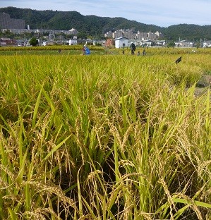 f:id:cangael:20121008145931j:image:right