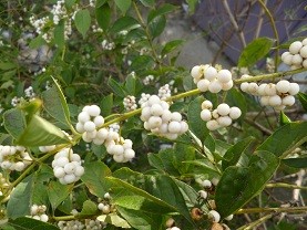 f:id:cangael:20121008150439j:image