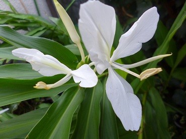 f:id:cangael:20121010073256j:image:left
