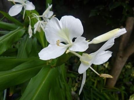 f:id:cangael:20121011131224j:image:left f:id:cangael:20121011131224j:image:left