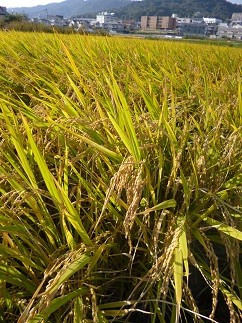 f:id:cangael:20121015145516j:image:left f:id:cangael:20121015145516j:image:left