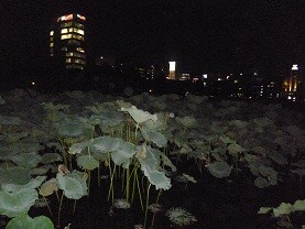 f:id:cangael:20121016195128j:image:right