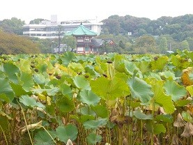 f:id:cangael:20121017090647j:image:left