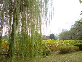 f:id:cangael:20121017090847j:image:left