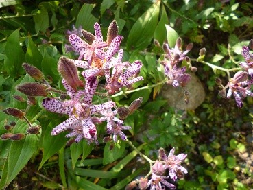 f:id:cangael:20121021112216j:image:right