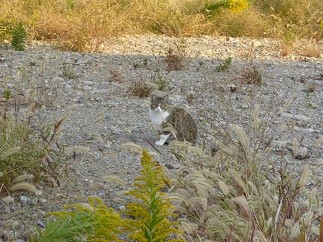 f:id:cangael:20121021161646j:image:right
