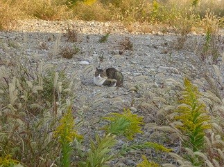 f:id:cangael:20121021161728j:image:left