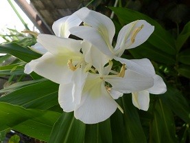 f:id:cangael:20121025104806j:image:right
