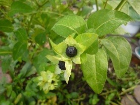 f:id:cangael:20121025105028j:image:right f:id:cangael:20121025105028j:image:right