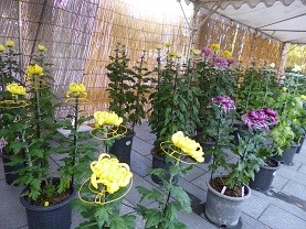 f:id:cangael:20121026161934j:image:left