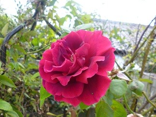 f:id:cangael:20121027131614j:image:right
