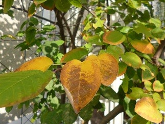 f:id:cangael:20121027131848j:image:right