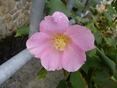 f:id:cangael:20121028152029j:image:left