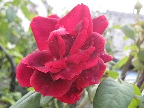 f:id:cangael:20121029114550j:image:right