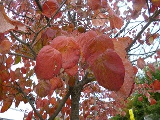 f:id:cangael:20121103134631j:image:right
