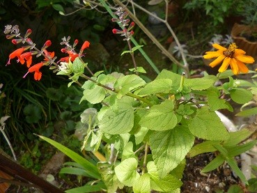 f:id:cangael:20121104105441j:image:right f:id:cangael:20121104105441j:image:right