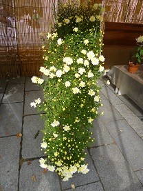 f:id:cangael:20121104133427j:image:right