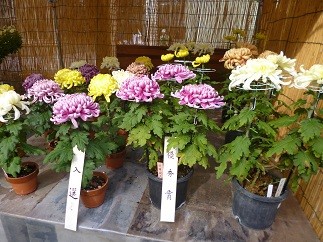 f:id:cangael:20121104133529j:image:left