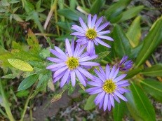 f:id:cangael:20121107152337j:image:left